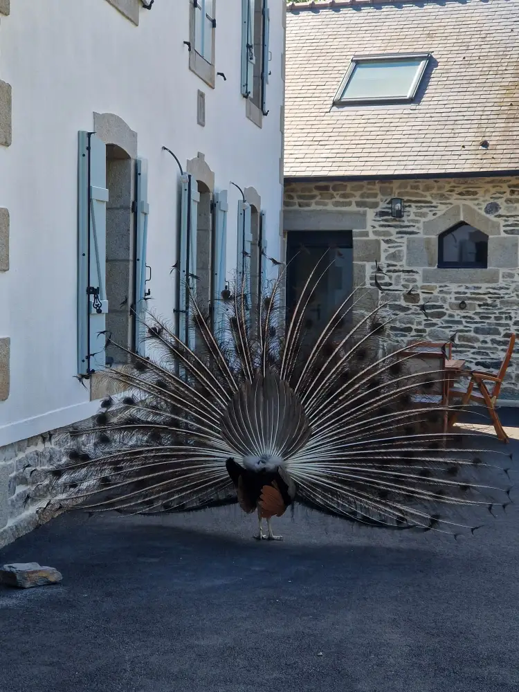 Cioce Peinture Peintre A Quimper IMG 20250923 WA0007